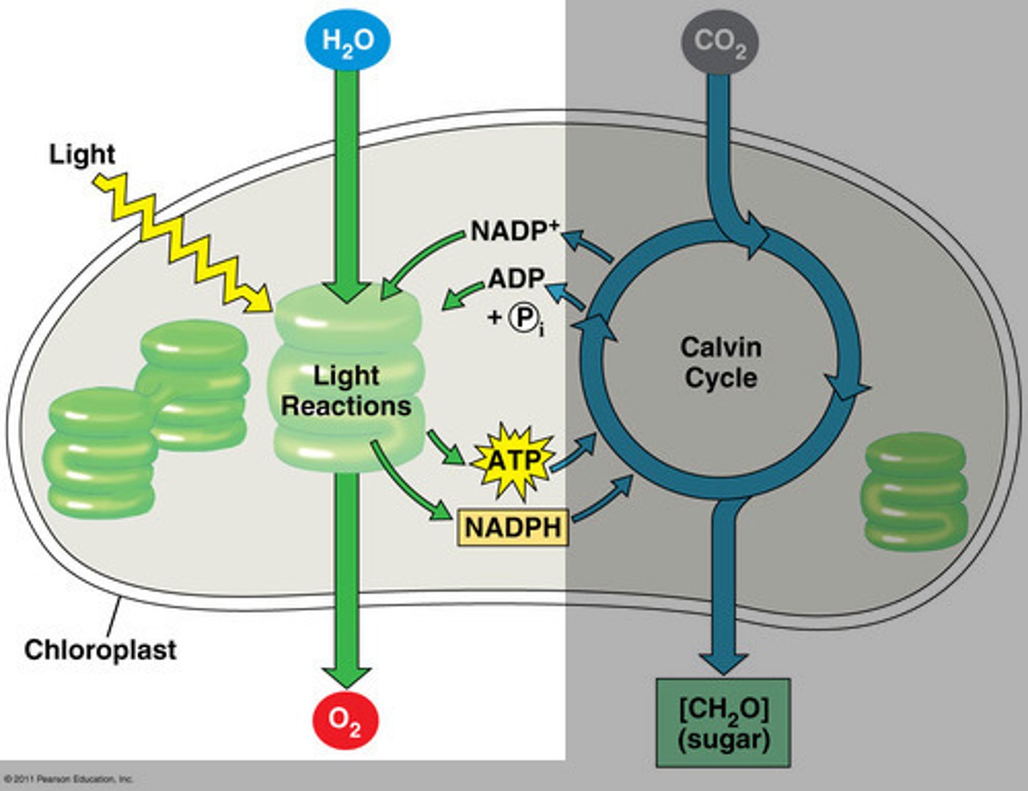 <p>happen in the thylakoid membrane of the chloroplast.</p><p>IN:</p><p>Water, light, NADP+, ADP</p><p>OUT: Oxygen, H+</p><p>NADPH, ATP</p>