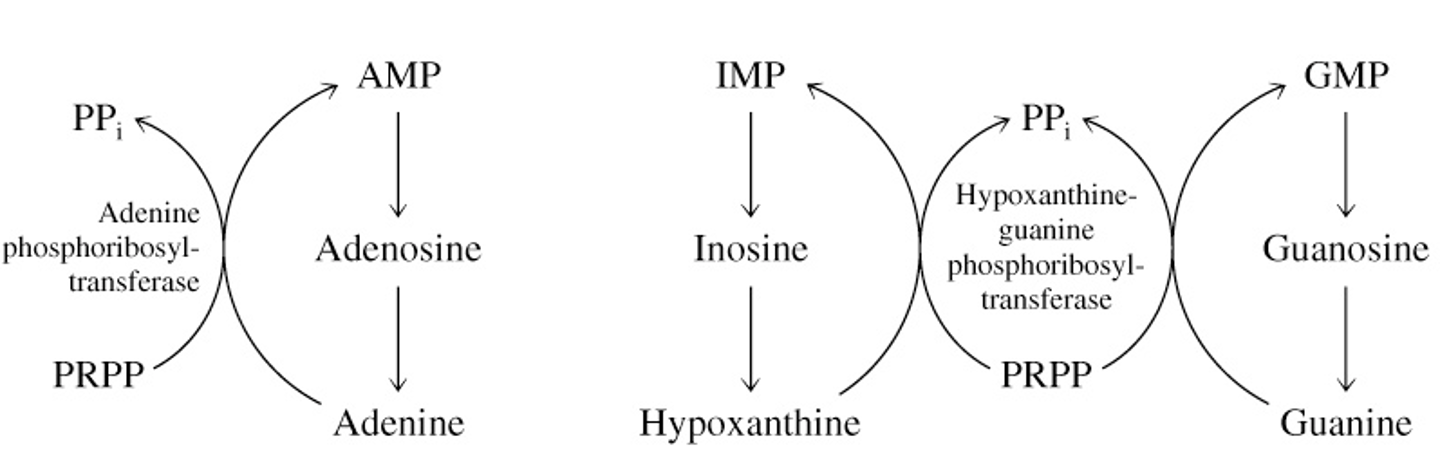 <p>degrades from nucleotide → nucleoside → nucleobase</p><p>synthesis using PRPP</p>