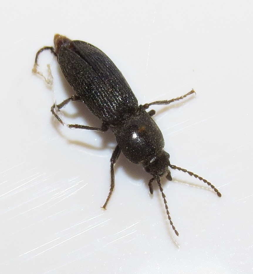 <p>Coleoptera</p><p>click beetles</p>