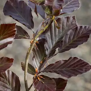 <p>fagus sylvatica</p>