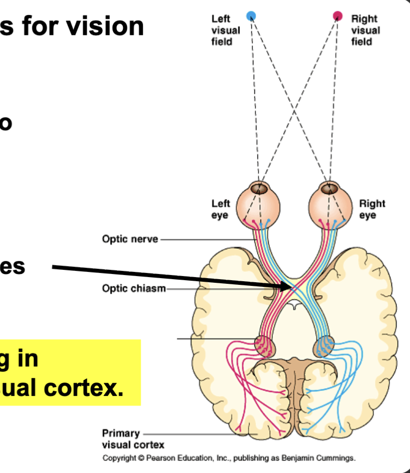 <ul><li><p>info of object on the right visual field goes to brain on left side</p><ul><li><p>same for left to right side of brain</p><ul><li><p>info crosses over</p></li></ul></li></ul></li><li><p>visual processing in back of brain, visual cortex</p><ul><li><p>ur brain can put things together and fill in info that was never there</p></li></ul></li></ul><p></p>
