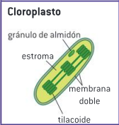 <p><span style="background-color: transparent;">El cloroplasto está rodeado de una membrana doble, puede haber gránulos de almidón dentro de los cloroplastos si han estado haciendo la fotosíntesis rápidamente.</span></p>