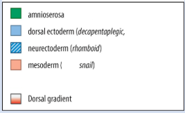 <p>domains (formed during this dorsoventral patterning)</p>