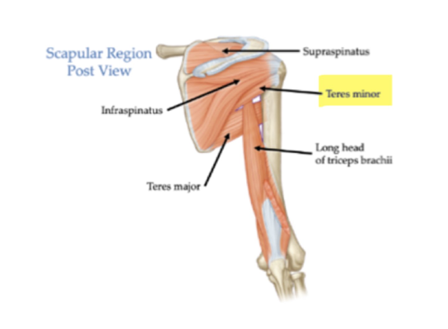 <p>Greater tubercle of the humerus.</p>