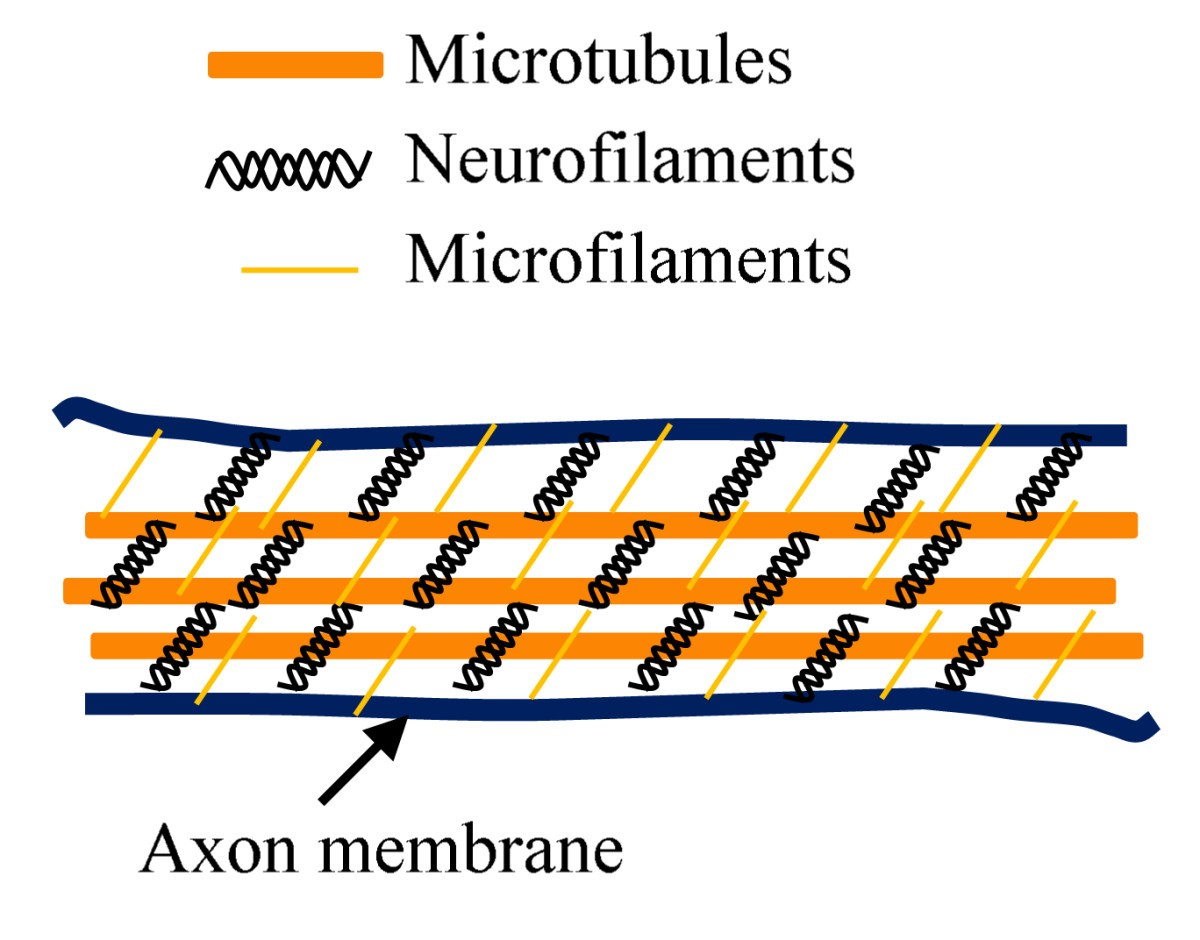 <p>microtubules</p><p>neurofilaments</p><p>microfilaments </p>