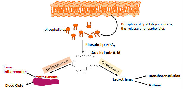 <p>Label this part of prostaglandin synthesis</p>