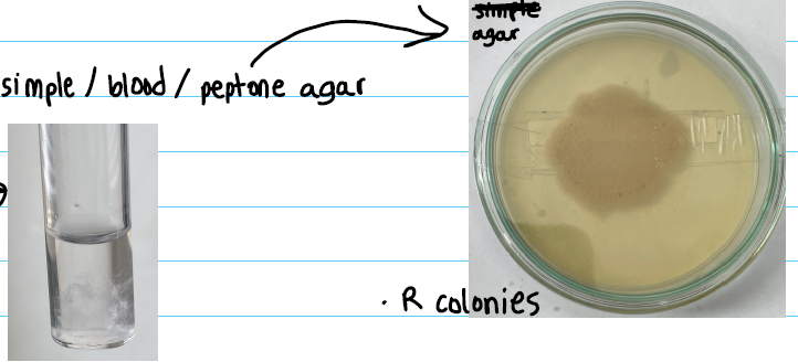 <p><strong>simple / blood / peptone agar:</strong></p><ul><li><p>round</p></li><li><p>no hemolysis</p></li></ul><p></p><p><strong>simple broth:</strong></p><ul><li><p>cotton like sediment</p></li></ul><p></p>