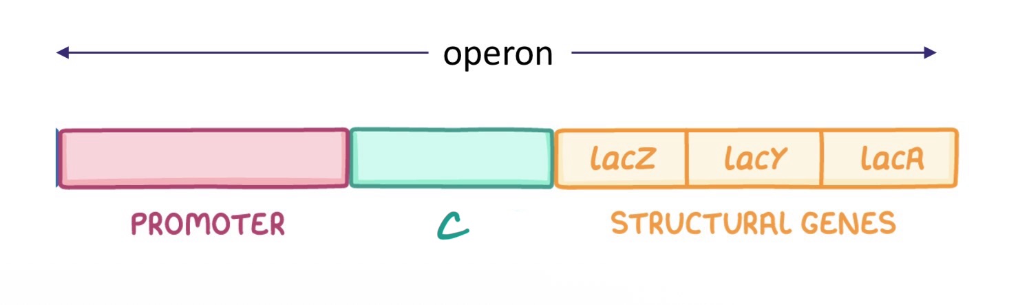 <p>“C” is the -</p>