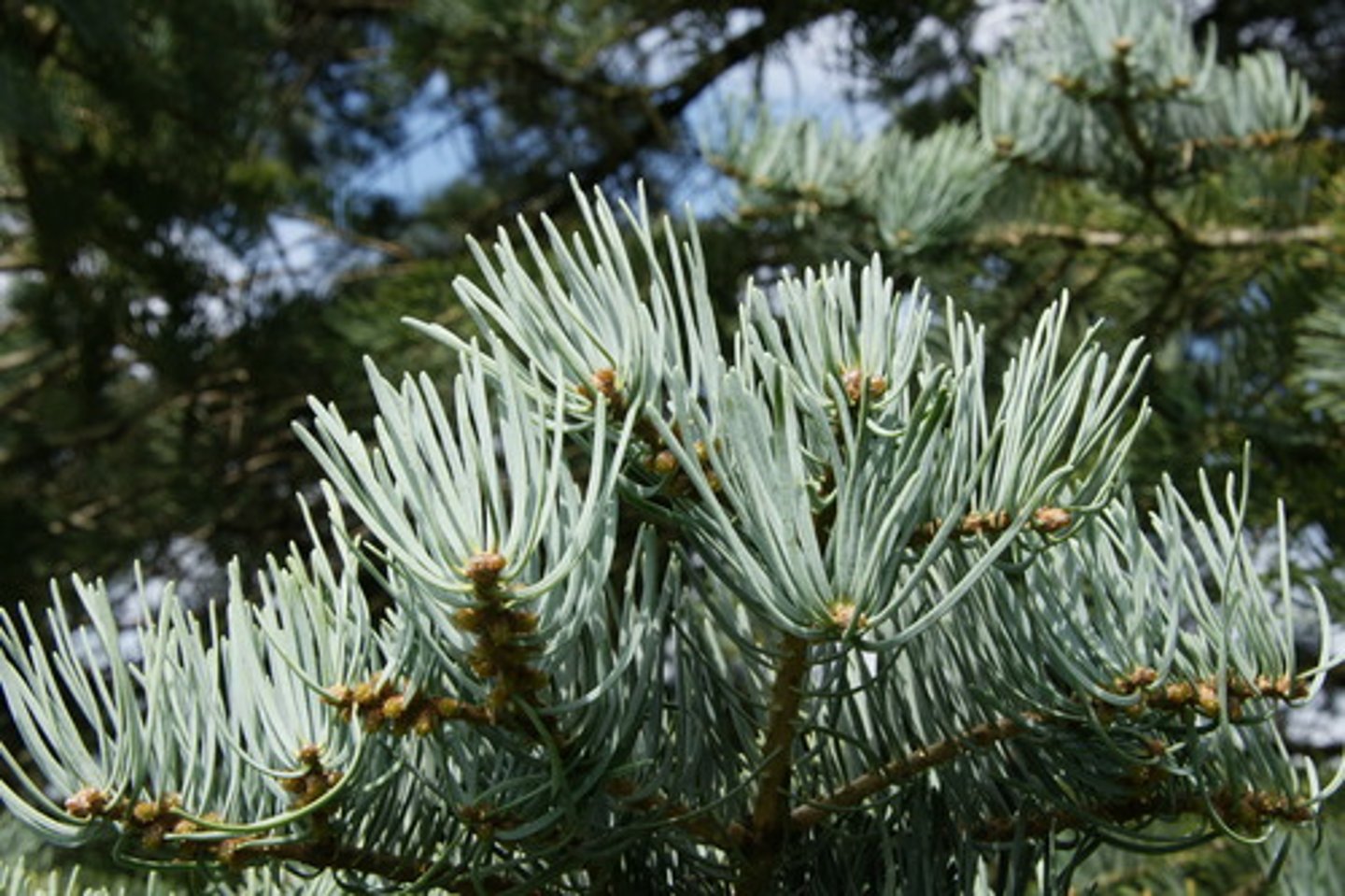 <p>Abies concolor, Pinaceae<br><br>-super 3D leaves, silver blue-green leaves, cones will disintegrate falling off the tree<br>-no sterigma, connects leaves w lil suction cups</p>