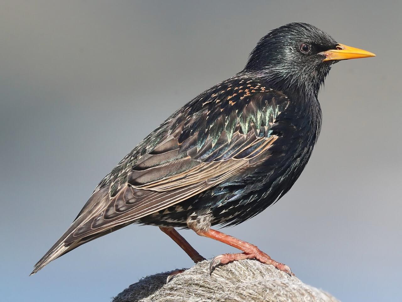 <p>Non-native blackbird-sized bird; summer glossy green-purple, winter spotted; yellow bill in breeding season.</p>