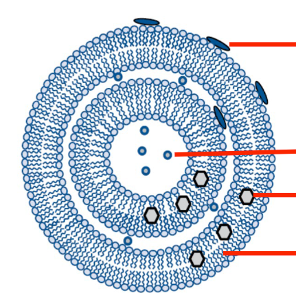 <p>How can drug be incorporated into a liposome?</p>