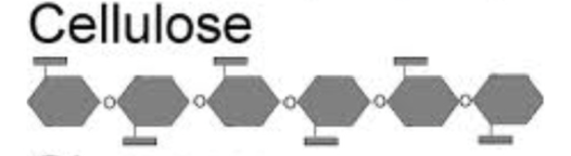 <p>Structural component of plant cell walls</p><p>polysaccharide</p>