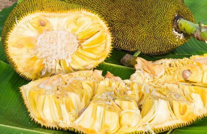 <p>Jackfruit</p>