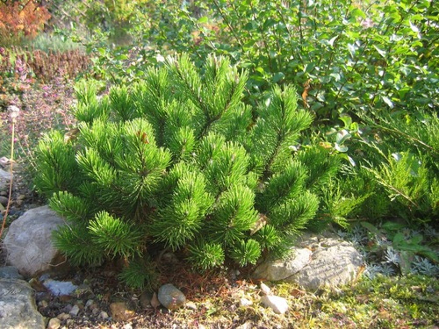 <p>Pine, Mugo</p>