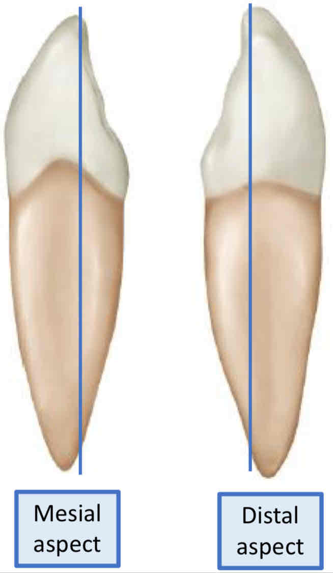 <p>what is the location for the incisal and proximal cusp tip?</p>