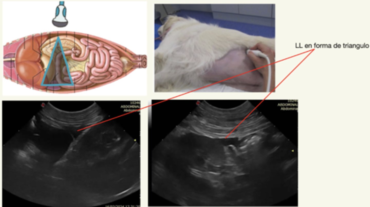 <p>derecho</p><p>izquierdo</p>