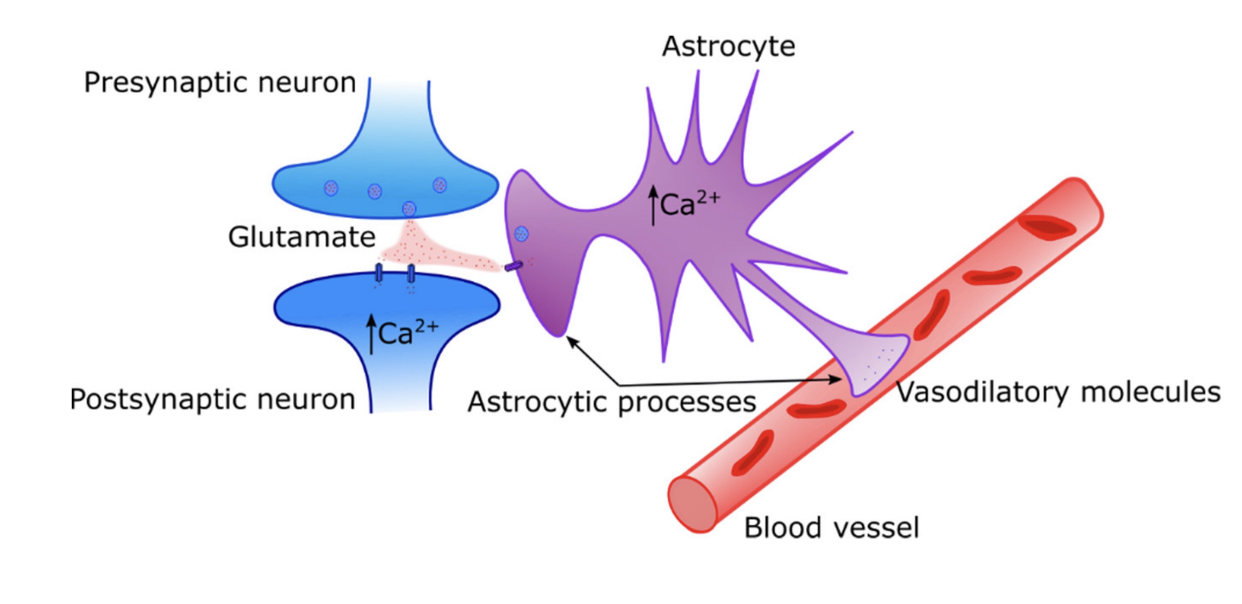 <p>blood-oxygen-level-dependent signal, reflects changes in brain blood flow and blood oxygenation</p><ul><li><p>astrocytes are causing differences in blood - causes an increase in calcium and dilates the blood vessels = increase in blood flow</p></li></ul><p></p>