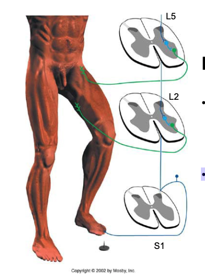 <ul><li><p>This reflex involves several segments, and all connections are polysynaptic.</p></li><li><p>A nociceptive fiber from the foot enters the spinal cord at S1 and activates motor neurons to iliopsoas and hamstring muscles</p></li></ul><p></p>