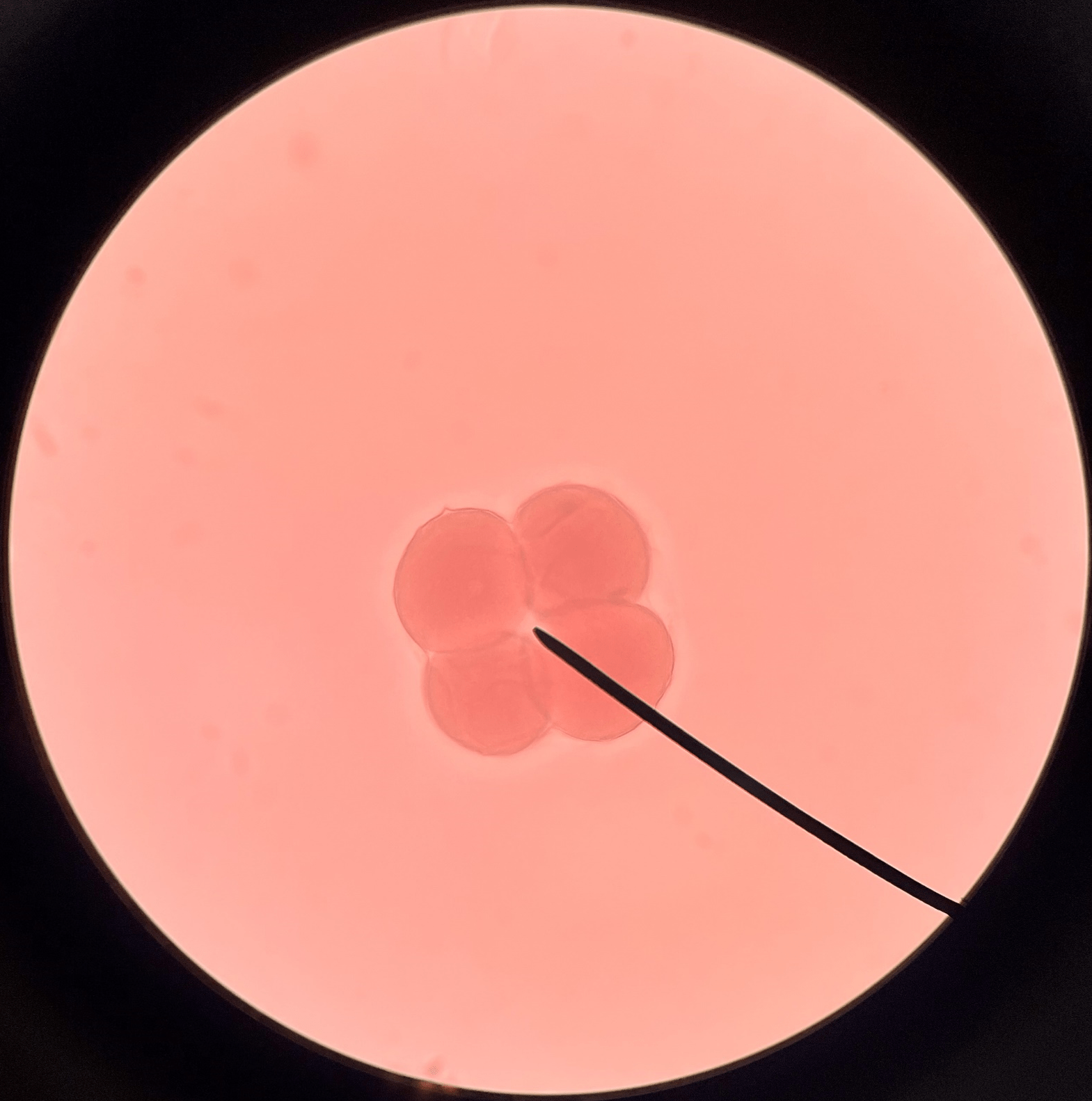 • Slide histology of starfish development.

• Four cells.