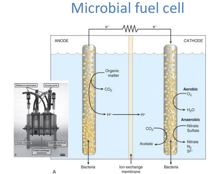 <ul><li><p class="">MFC er et bioelektrokjemisk system som konverterer kjemisk energi fra organiske forbindelser direkte til elektrisk energi gjennom mikrobielle metabolisme.</p></li><li><p class="">Anaerobe bakterier (f.eks. <em>Geobacter</em>) overfører elektroner til en anode under nedbrytning av organiske forbindelser.</p><p class="">Fordeler:</p></li><li><p class="">Kan generere elektrisitet fra avløpsvann eller organisk avfall.</p></li><li><p class="">Miljøvennlig og lavutslipps-teknologi.</p></li></ul><p></p>