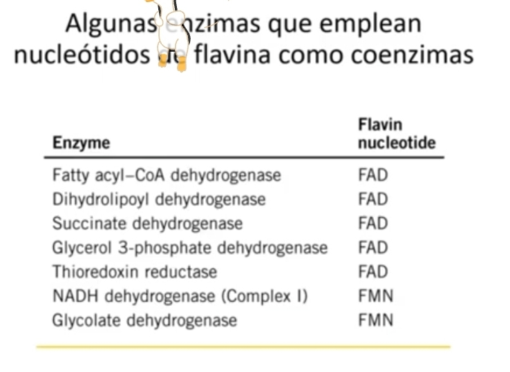 <p><strong>HIDROSOLUBLE</strong></p><p><strong>Funciones:</strong></p><p>Coenzima de reacciones de oxidación y reducción (<u>FAD</u> y <u>FMN)</u></p><ul><li><p>Son convertidos a riboflavina x acción<strong> foafatasa alcalina y pirofosfatasa</strong> en el borde de cepillo de los enterocitos</p></li></ul><p>Transportador<strong> RFVT3</strong> ingresa al enterocito (convertido FMN y FAD) o al plasma x<strong> RFVT1</strong> y 2.</p><p>Riboflavina → Mononucleotido de flavina (FMN) → Dinucleotido de flavina (FAD) x Riboflavina kinasa y FAD sintasa</p><ul><li><p>NO almacenada en el cuerpo</p></li><li><p>Es rápidamente hidrolizada a RF y excretada en la orina</p></li><li><p>Excesos son eliminados en la orina no se produce toxicidad por exceso</p></li><li><p></p></li></ul><p></p><p>Enzimas que empelan nucleotidos de flavina</p><ul><li><p>Transferencia de electrones&nbsp;</p></li><li><p>Importancia en ciclo de krebs</p></li><li><p>Cadena de electrones, en la candena respiratoria</p></li><li><p>Beta oxidación</p></li></ul><p></p>