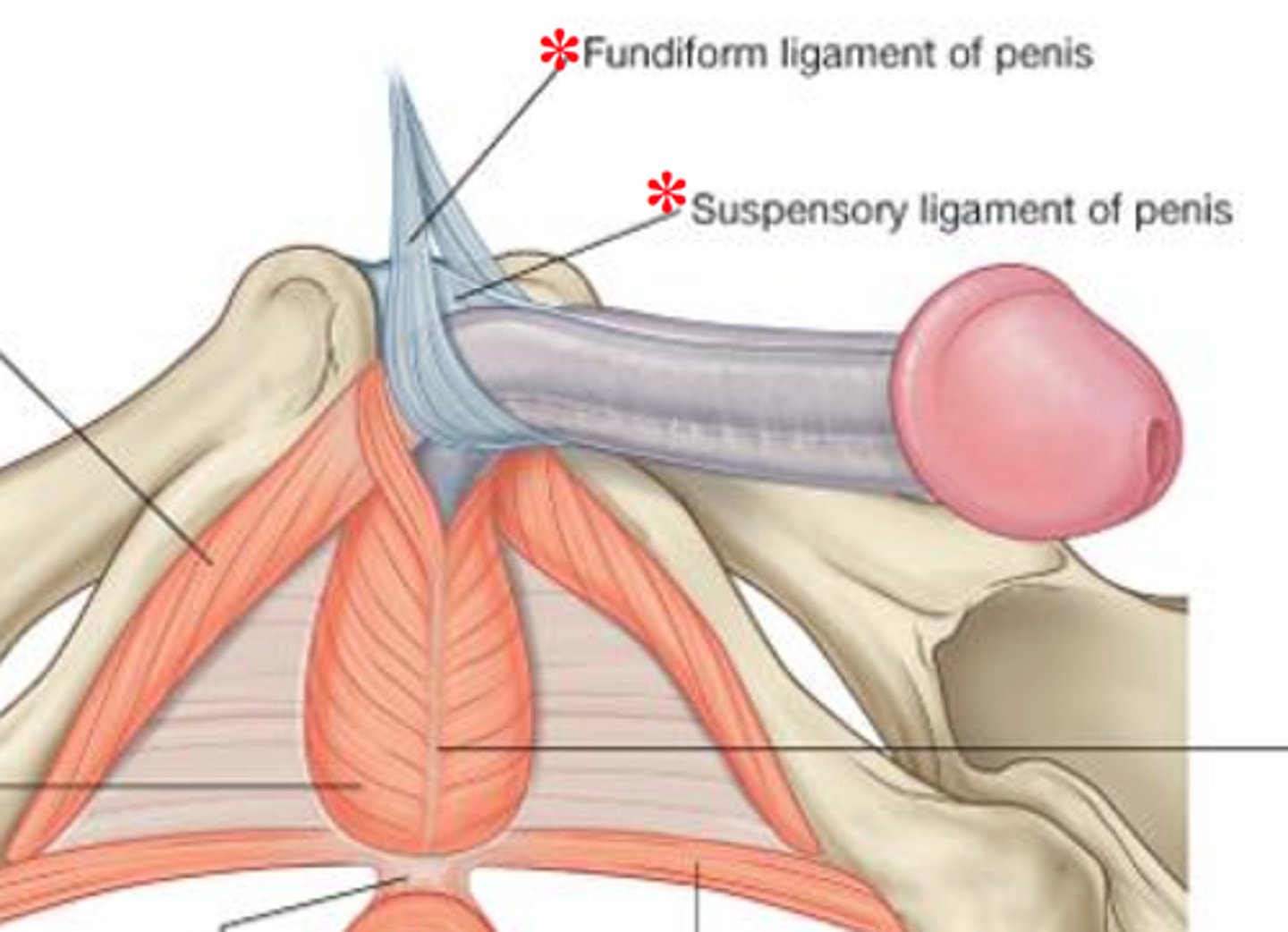 <p>1. suspensory</p><p>2. fundiform</p>