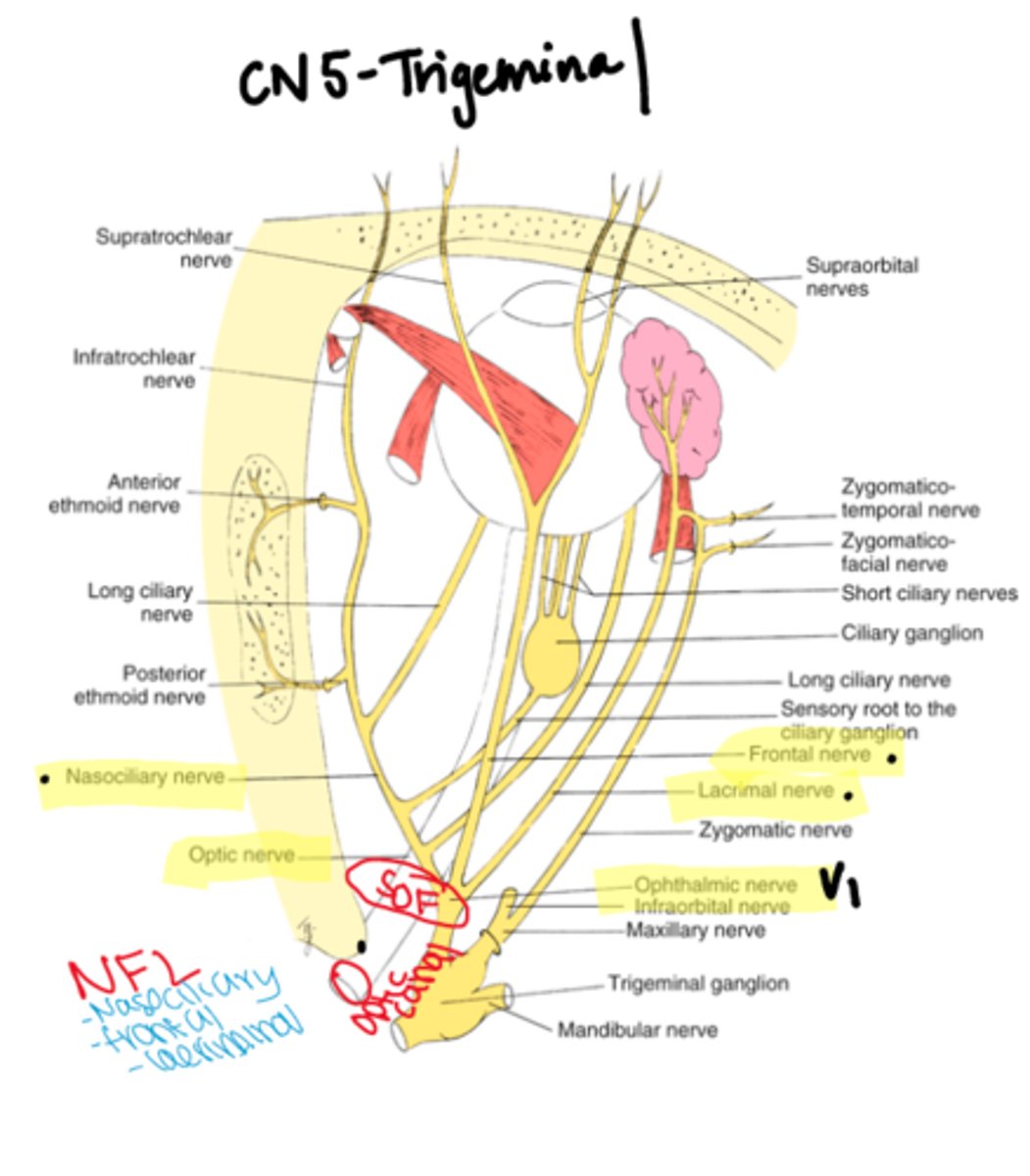 <p>-Superior Ophthalmic Vein</p><p>- Trochlear Nerve ( CN IV)</p><p>- Lacrimal Nerve (CN V1)</p><p>-Frontal Nerve (CN V1)</p>