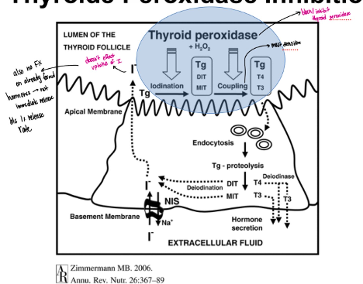 <p>· Inhibits this enzyme (especially affects coupling)</p><p>· Doesn't affect the intake of iodine or already formed hormones</p><p>· Not immediate due to 1% release/day</p>