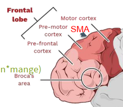 <ul><li><p>Lokalisation: Anteriore del af frontallappen</p></li><li><p>Funktion: Personlighed og adfærd</p></li></ul><p></p>