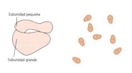 <p>Función: <mark data-color="purple">Sintetiza proteínas</mark></p><ul><li><p>Subunidad mayor</p></li><li><p>Subunidad menor</p></li></ul>