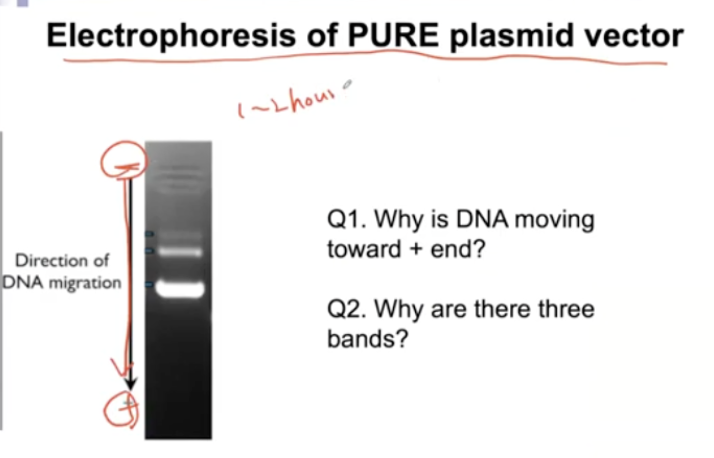 <p>Electrophoresis of PURE plasmid vector (Questions on the slide)</p>