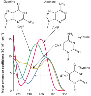<p>The difference in absorbance between double-stranded and single-stranded DNA after denaturation</p>