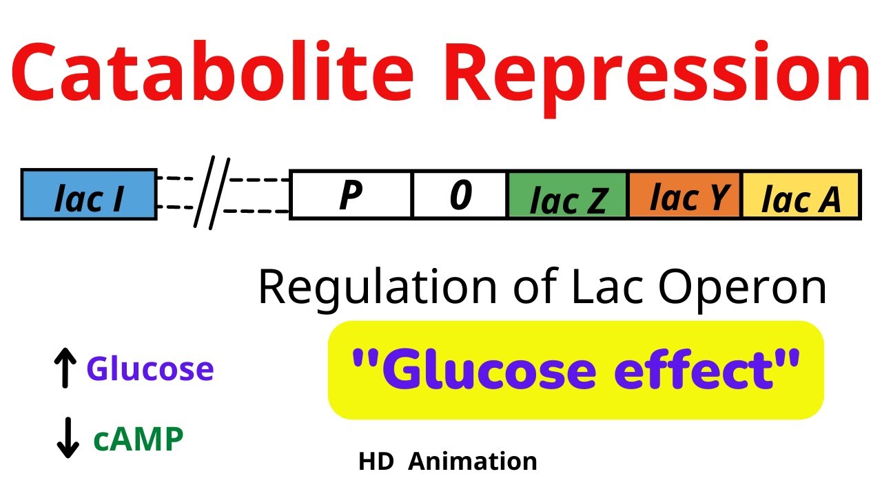 <p>Catabolite repression</p>