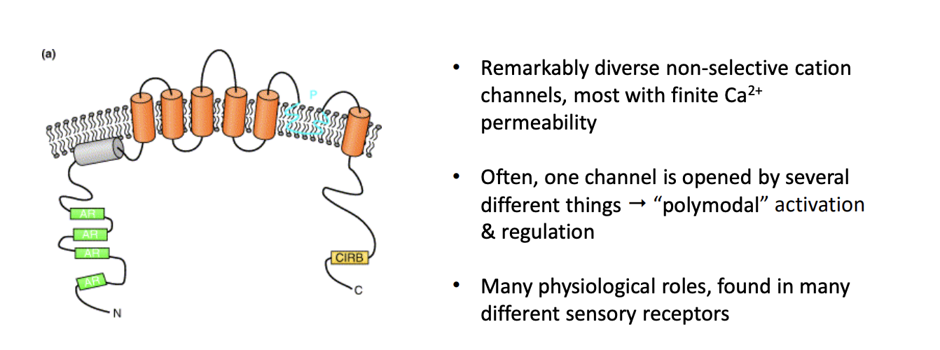 <ul><li><p>once channel is opened by <strong>several things</strong></p></li></ul><p>→ So have many phyiological roles nad found in <strong>many</strong> sensory receptors</p><p></p>