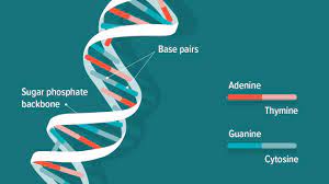 contains genetic instructions.