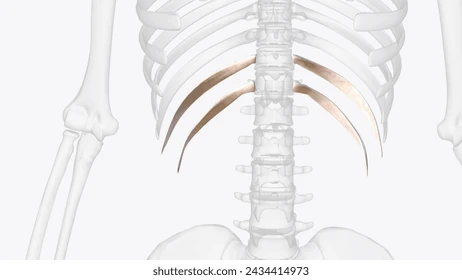 <p><span><span>the last two pairs of ribs (11th and 12th) that attach only to the spine in the back and have no anterior connection to the sternum (breastbone) or other ribs</span></span></p>