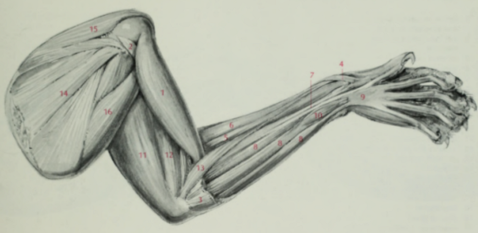 <p>Deep muscles of the shoulder and forelimb, ventral view</p>