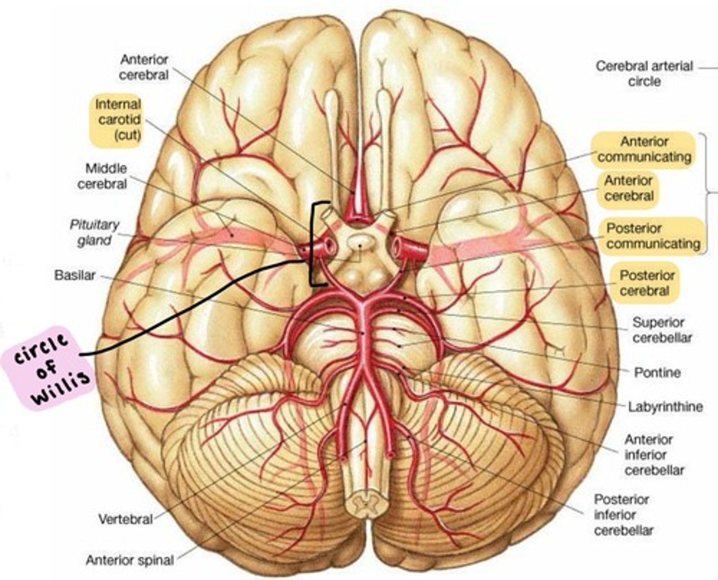 <p>complex of anastomosing arteries that includes:</p><p></p><p>1. Internal carotid arteries</p><p>2. Anterior cerebral arteries, linked by</p><p>3. Anterior communicating artery</p><p>4. Posterior cerebral arteries, linked to Internal carotids by</p><p>5. Posterior communicating arteries</p><p></p><p><strong>IPAPA</strong></p>