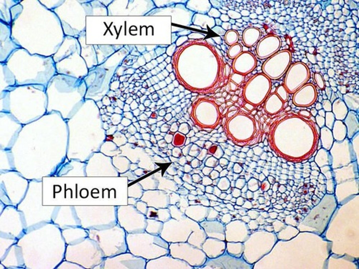 <p>Xylem transports water; phloem transports photosynthate (sugars).</p>