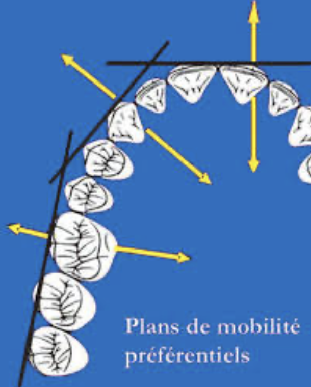 <ul><li><p><span>Plans perpendiculaires à la direction vestibulo-linguale de mobilisation des dents.</span></p></li><li><p><span>Ils se composent de 1 plan frontal (incisives), de 2 plans diagonaux (canines) et de 2 plans sagittaux (prémolaires, molaires).</span></p></li></ul><p></p>