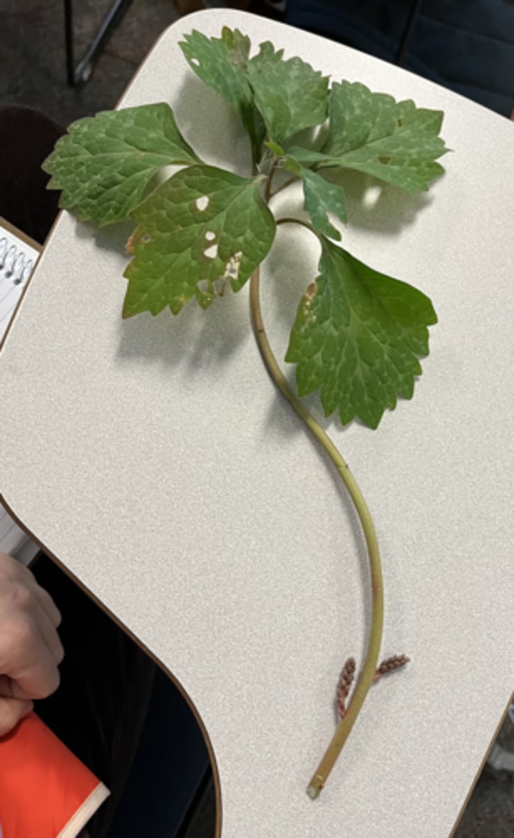 <p>Less common, flowers at bottom, crazy leaf</p>