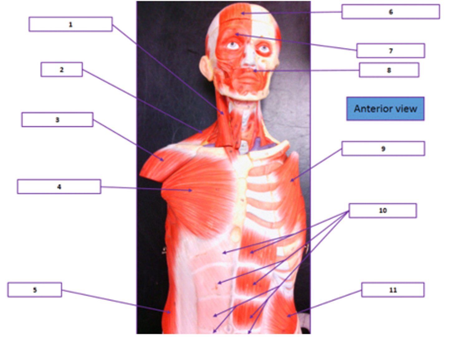 <p>Identify the muscle labeled 6.</p>