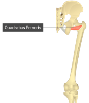 **O:** ischal tuberocity

**I:** introchantic crest of femur