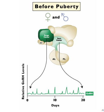 <p><strong>GnRH Neurons&nbsp;(Female) </strong></p><p><strong>Low Estrogen means there is a lack of surge center stimulation</strong> (GnRH secretion) → <span style="color: blue;">the tonic center has a high sensitivity to negative feedback of E2 before puberty and this the surge center cannot respond</span>. &nbsp;</p><ul><li><p>LH Pulse Frequency is Low&nbsp;</p><ul><li><p>Low estrogen is due to ________________</p></li></ul></li></ul><p></p>