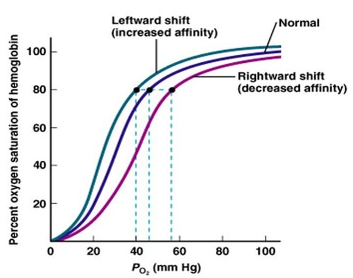 <p>- rightward shift results from low pH (H+ effect)<br>- binding of H+ to hemoglobin that reduces O2 affinity</p>