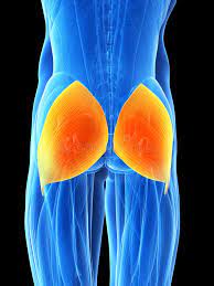 Origin: iliac crest, sacrum, coccyx

Insertion: Linea aspera of femur

Action: extends and laterally rotates thigh
