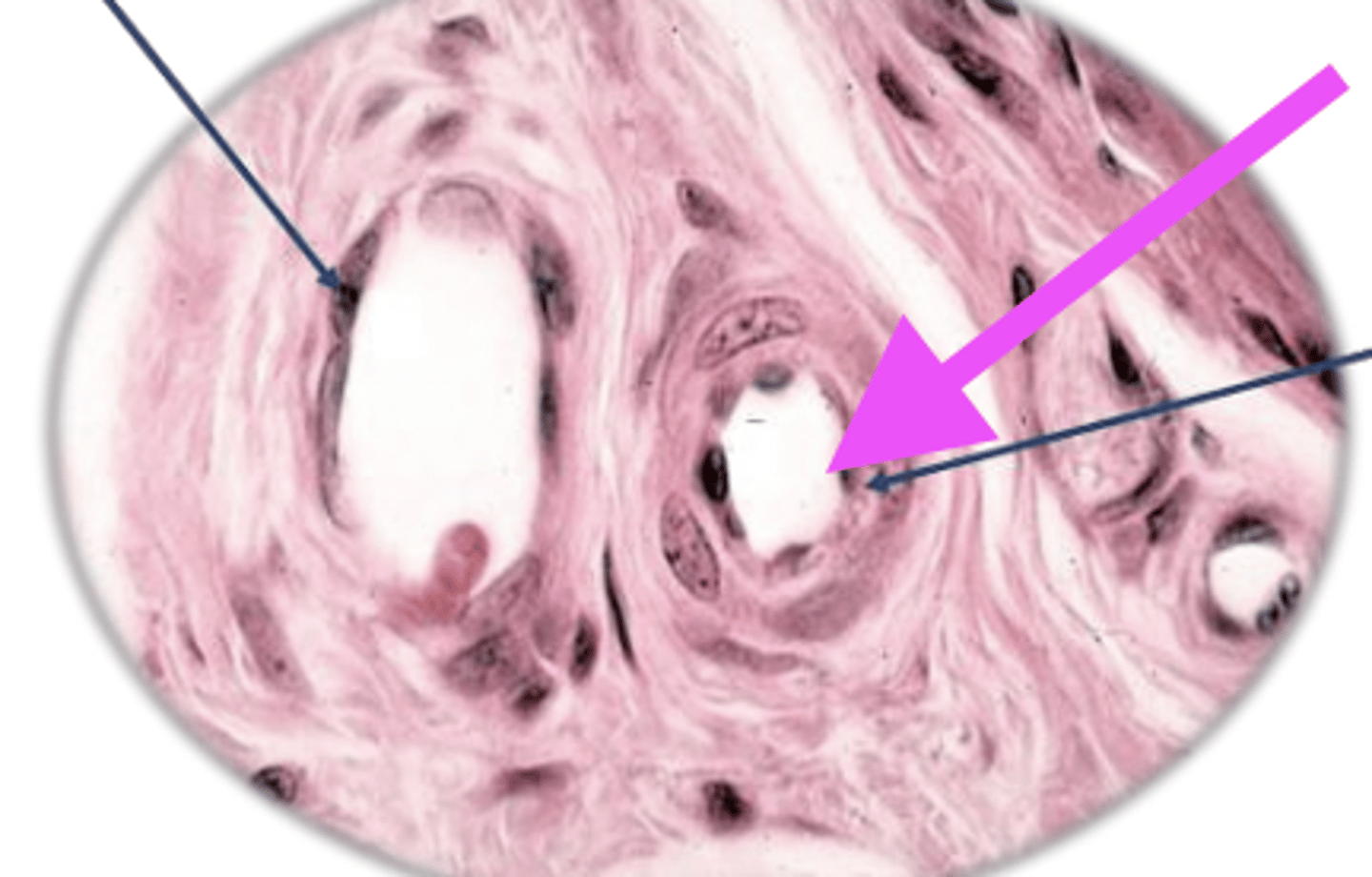<p>what type of artery is this?</p>