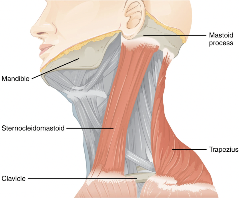 <p>allows you to bend your neck and turn or tilt your head</p>