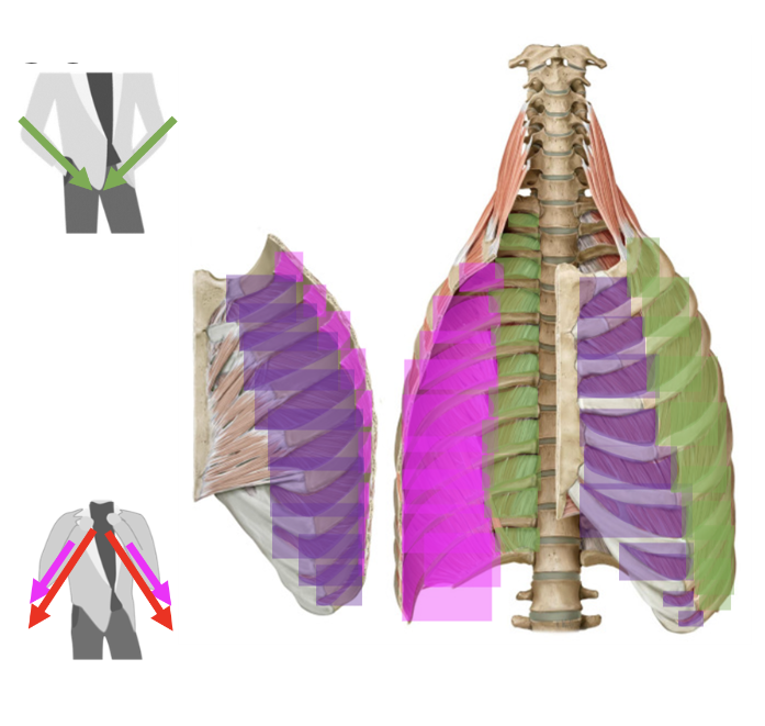 __**External**__ - green

* Elevates ribs (inspiration) 
* Superolateral to Inferomedial 
  * “hands in your pockets” 

    \

__**Internal + Innermost**__ - purple + pink 

* Depresses ribs (forced expiration, eg after exercise)
* Superomedial to Inferolateral 
  * “grab your collarbones” 

\
Innervation: Intercostal N 

\
