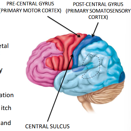 <p>Post-central gyrus.</p>